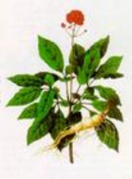 Ginseng Extract Powder